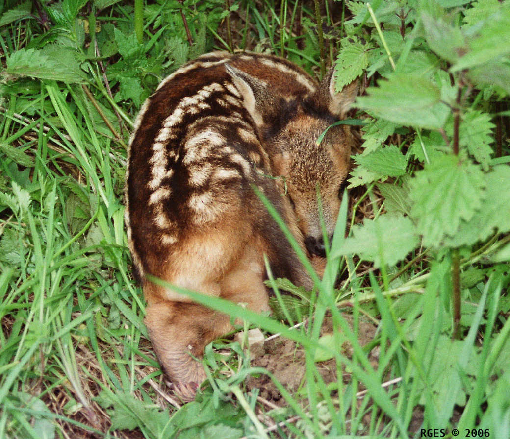 Bambi hit by harvester [D 2006] © RGES